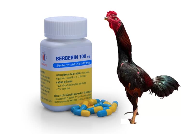 Cho Gà Uống Berberin, công dụng cho phòng chữa bệnh cho gà và lưu ý