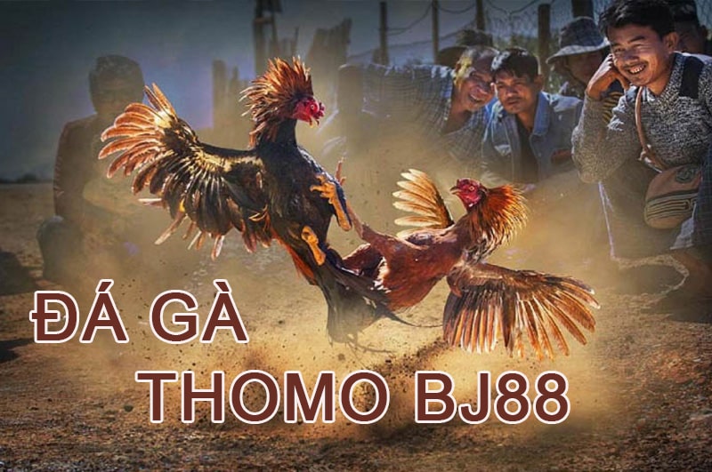 Đá gà thomo Bj88, Độc quyền đá gà thomo uy tín 2023