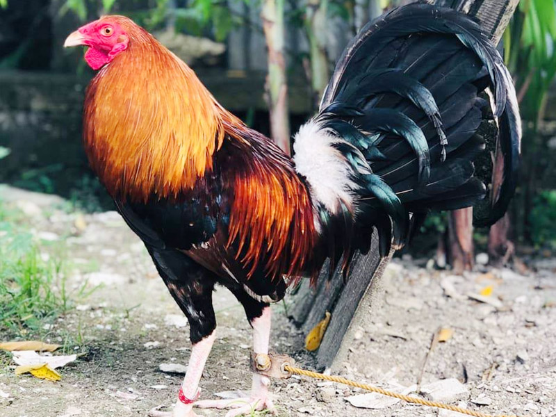 Gà chọi Philippines, bí mật về giống gà chọi tỷ đô của xứ vạn đảo